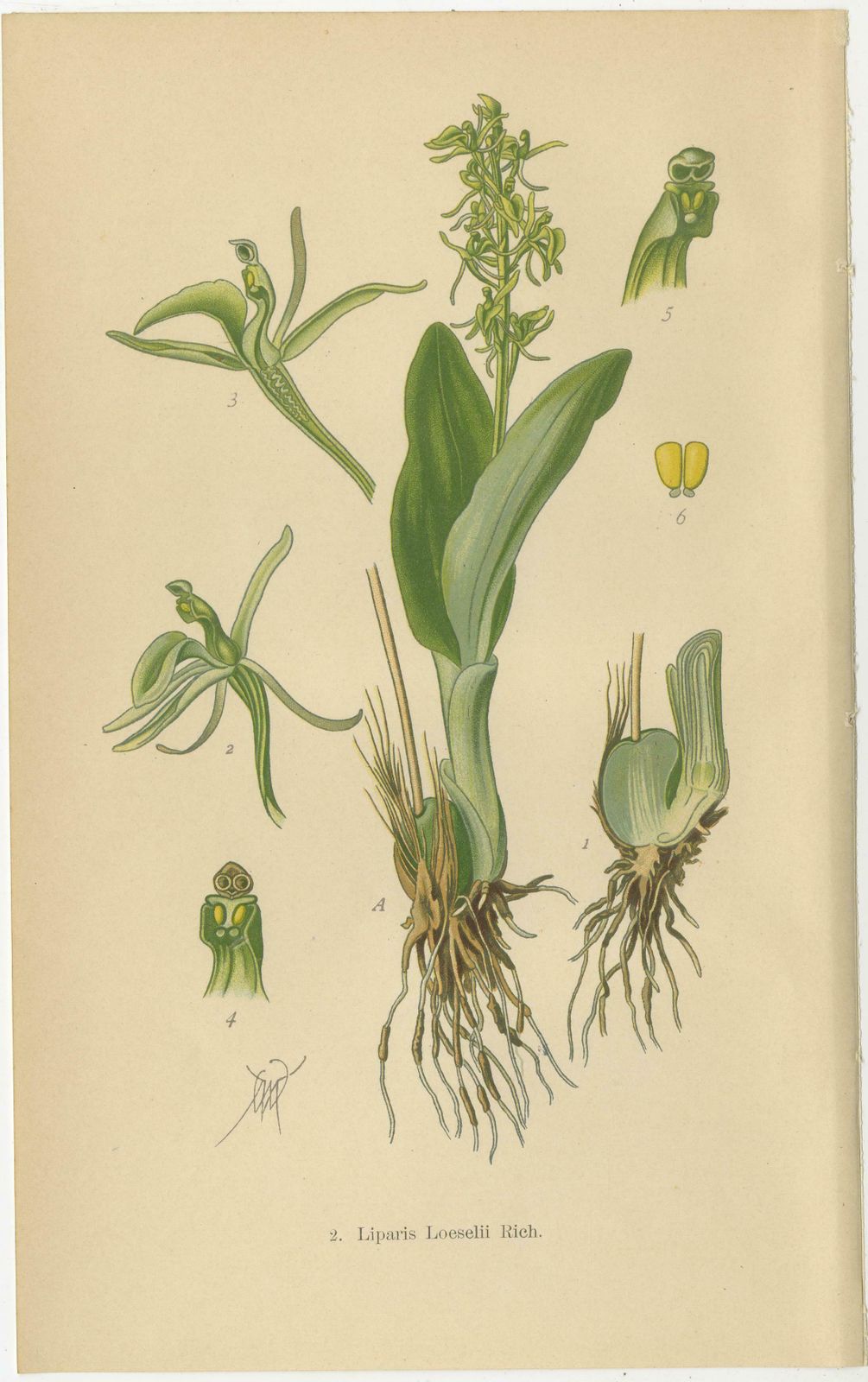 Alpine To Woodland: The Orchid Spectrum Of 1904 In Antique Prints photo Art