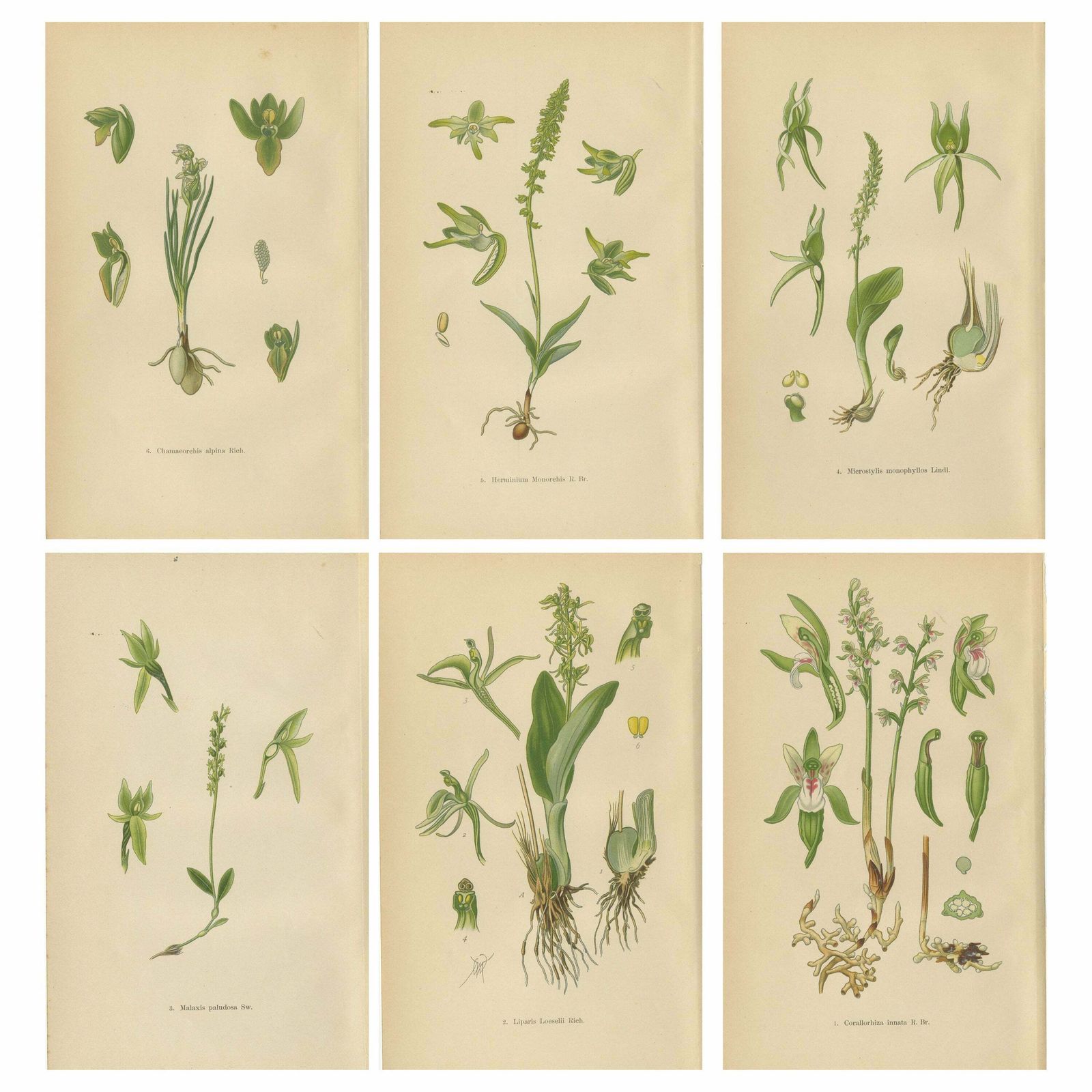 Alpine To Woodland: The Orchid Spectrum Of 1904 In Antique Prints photo vinterior