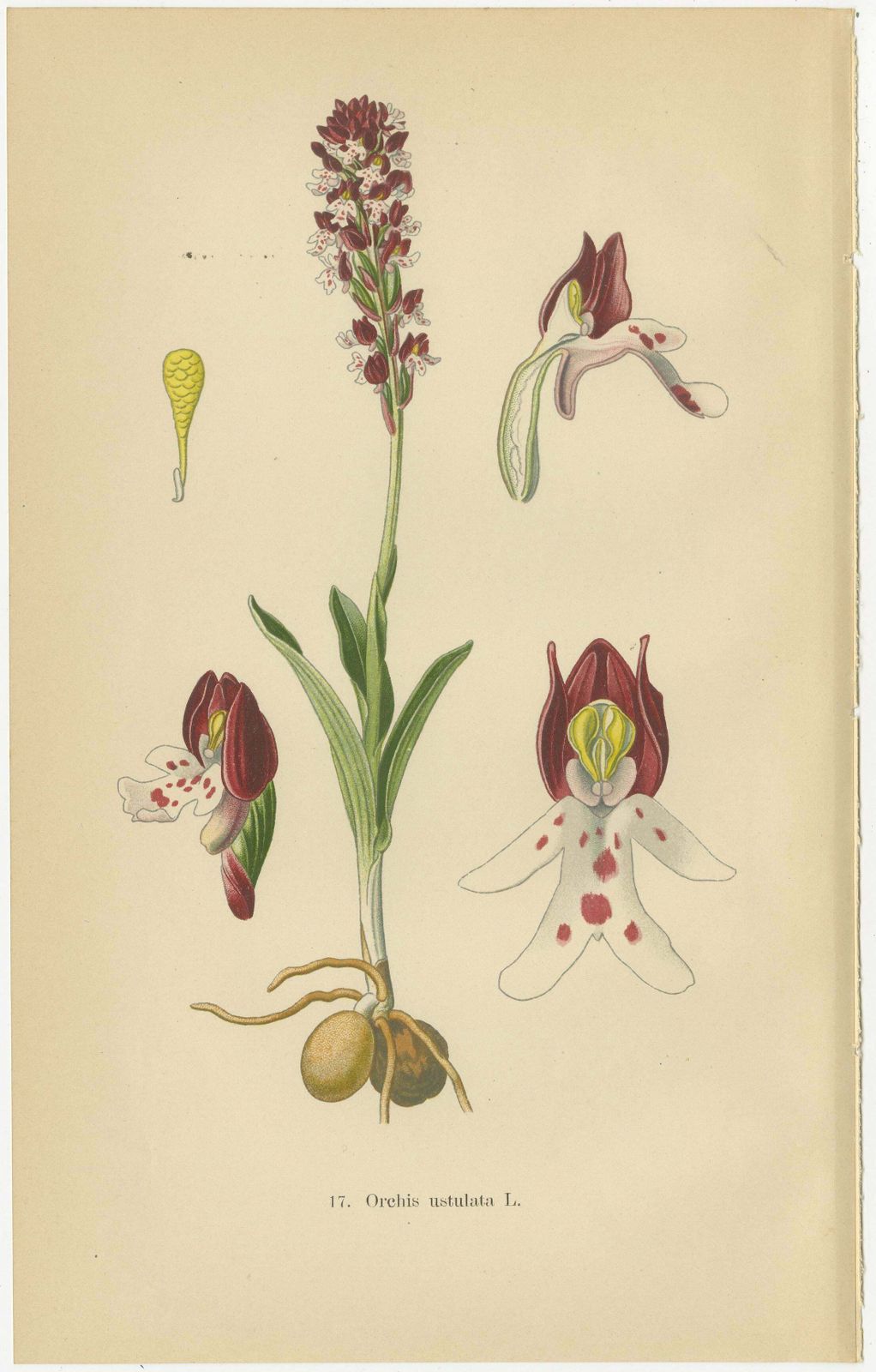 Ephemeral Elegance: Orchids Of 1904 In Müller's Illustrations photo furniture