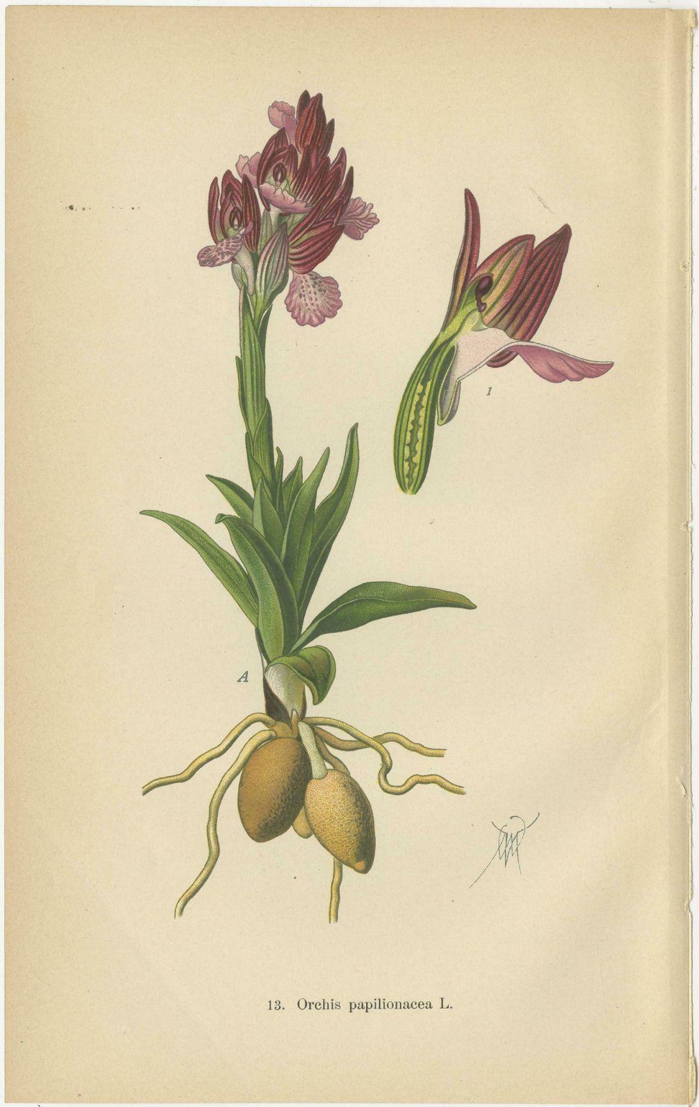 Ephemeral Elegance: Orchids Of 1904 In Müller's Illustrations photo Art