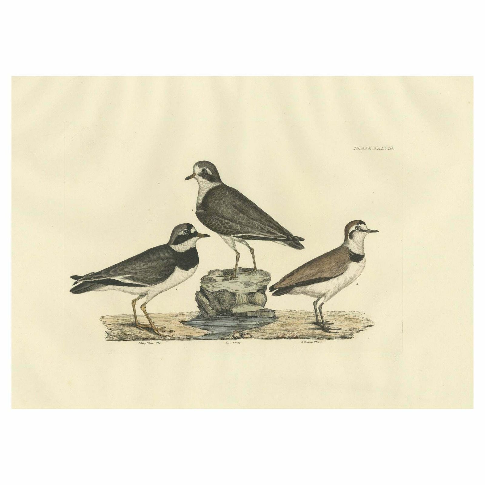 Large Engravings Of Plovers In Contrast   Age And Species, 1826