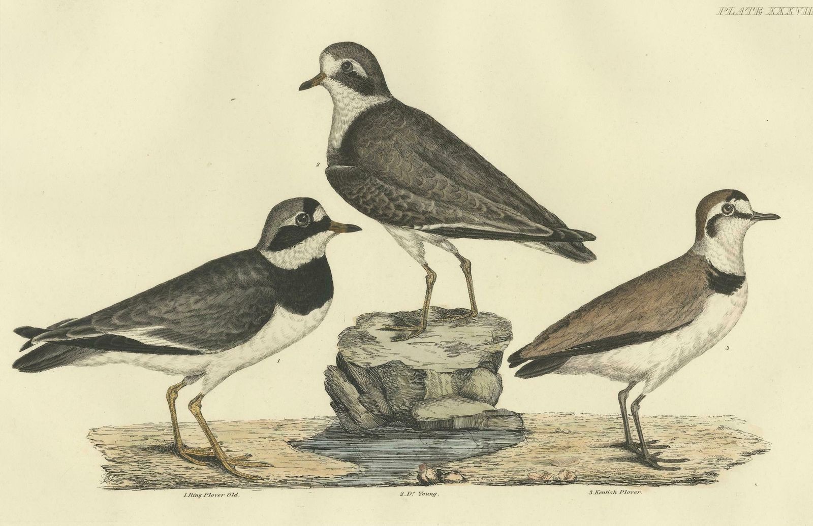 Large Engravings Of Plovers In Contrast   Age And Species, 1826 photo for sale