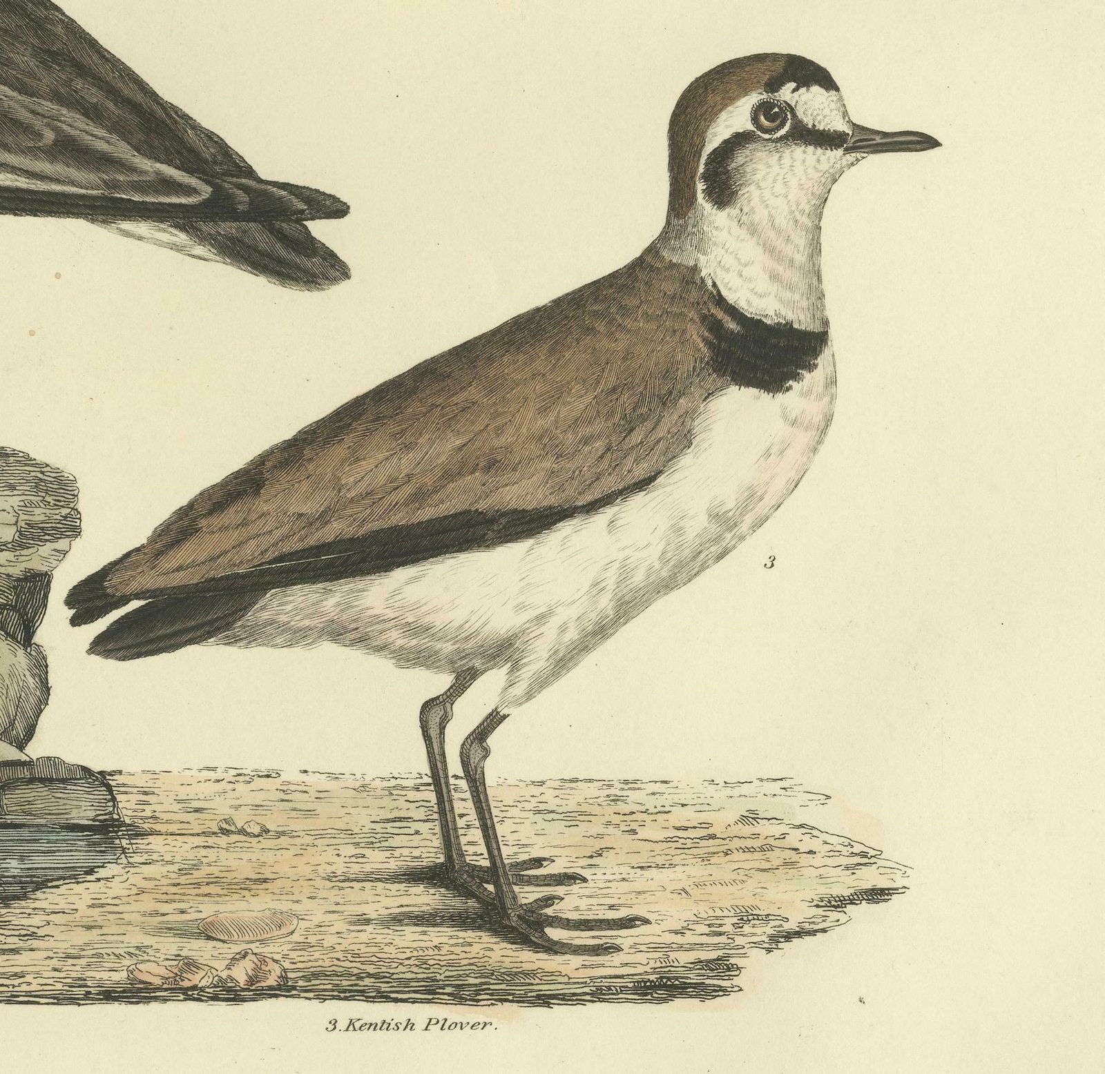 Large Engravings Of Plovers In Contrast   Age And Species, 1826 photo Art