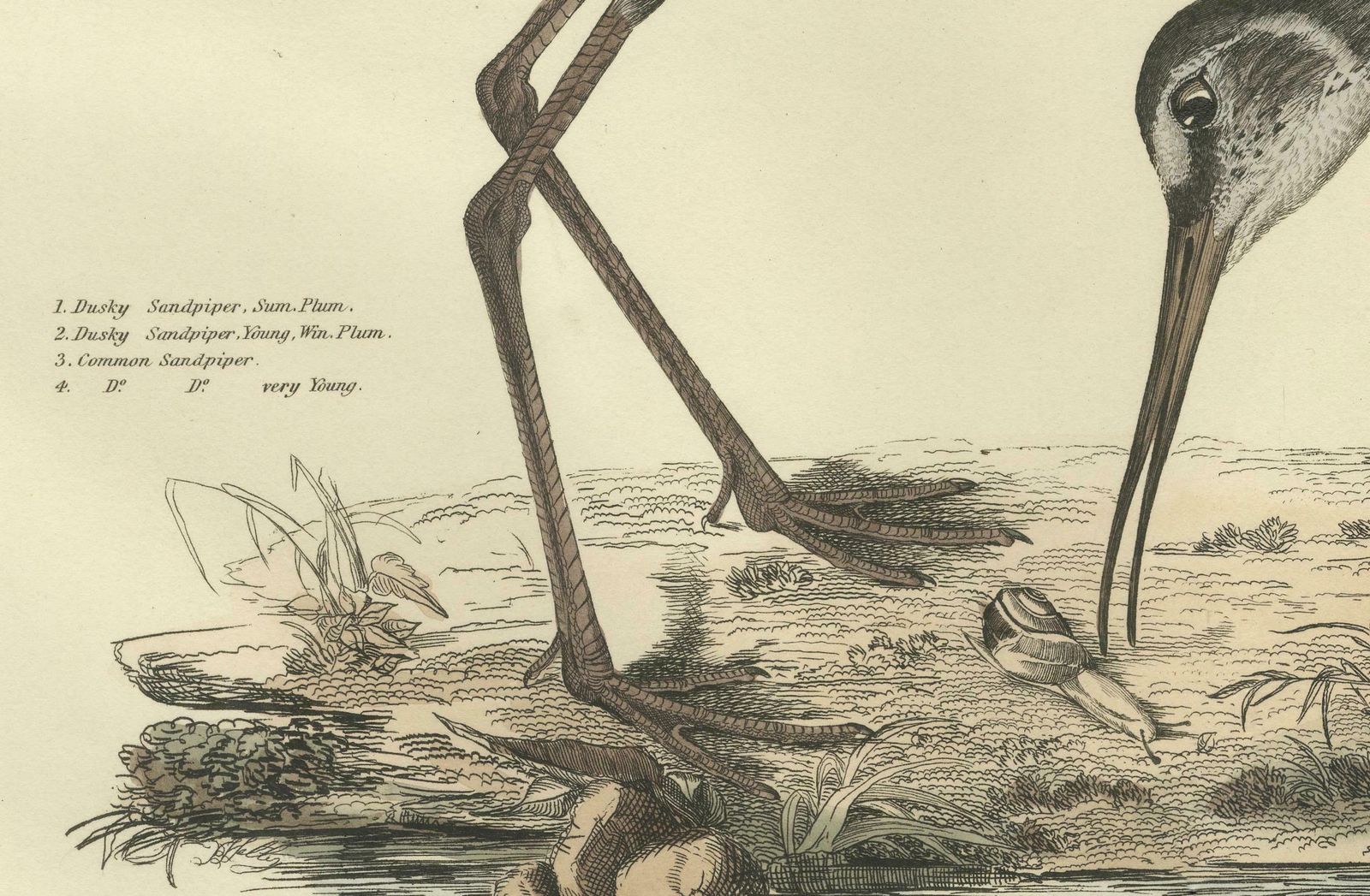 "Plate XV: The Sandpipers   A Study In Seasonal And Developmental Plumage, 1826 photo for sale