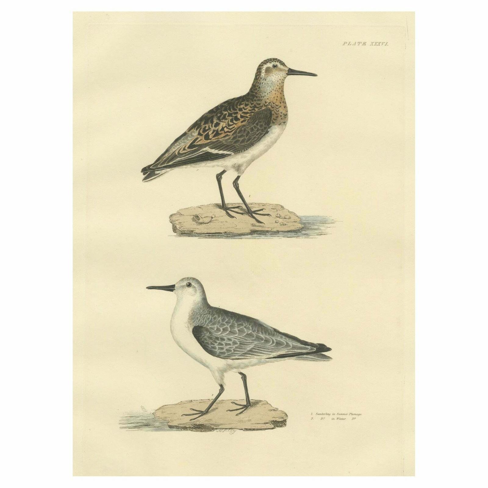 Seasonal Plumage Of The Sanderling: Selby's Ornithological Study, 1826