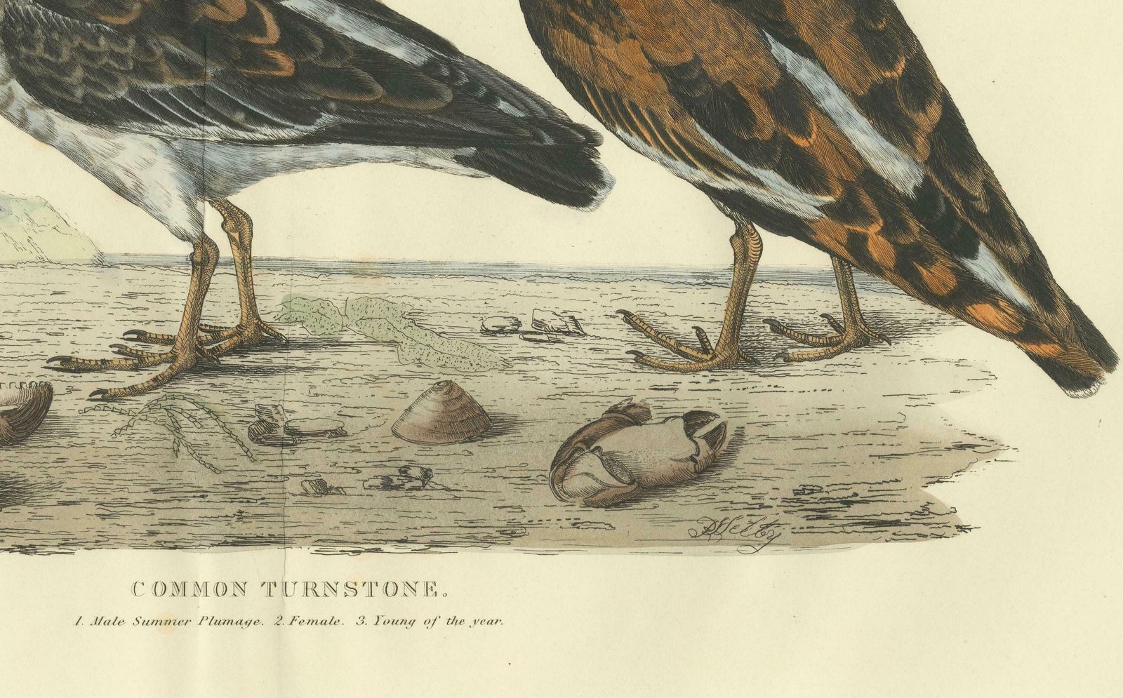 Depiction Of The Common Turnstone: Seasonal And Sexual Plumage Variations, 1826 photo Art