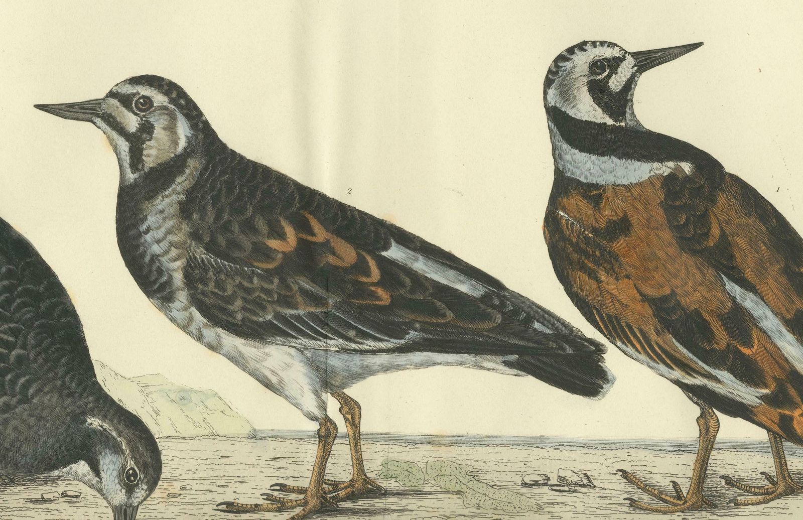 Depiction Of The Common Turnstone: Seasonal And Sexual Plumage Variations, 1826 photo 980.0