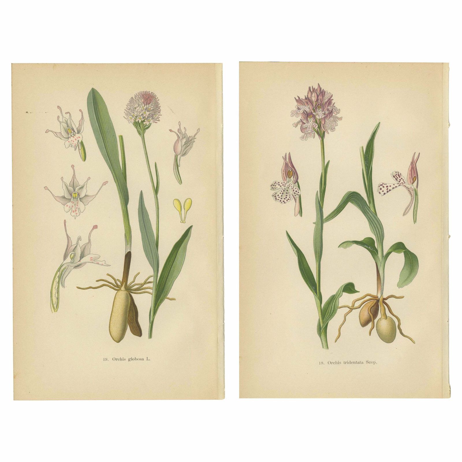 Historical Flora: Orchids Of 1904 In Art And Science