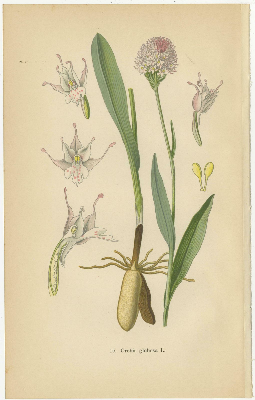 Historical Flora: Orchids Of 1904 In Art And Science photo furniture