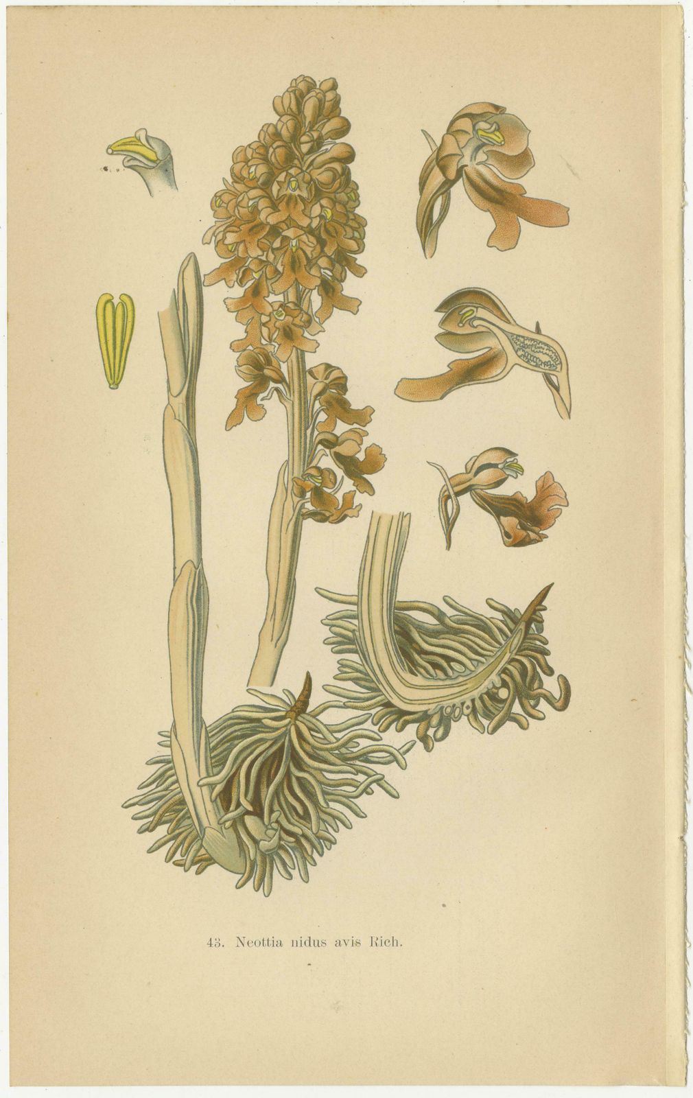 Original Botanical Treasures: The Orchids Of Müller's 1904 Collection photo furniture