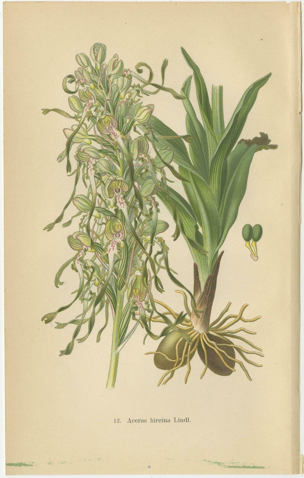 Original Botanical Treasures: The Orchids Of Müller's 1904 Collection photo Art