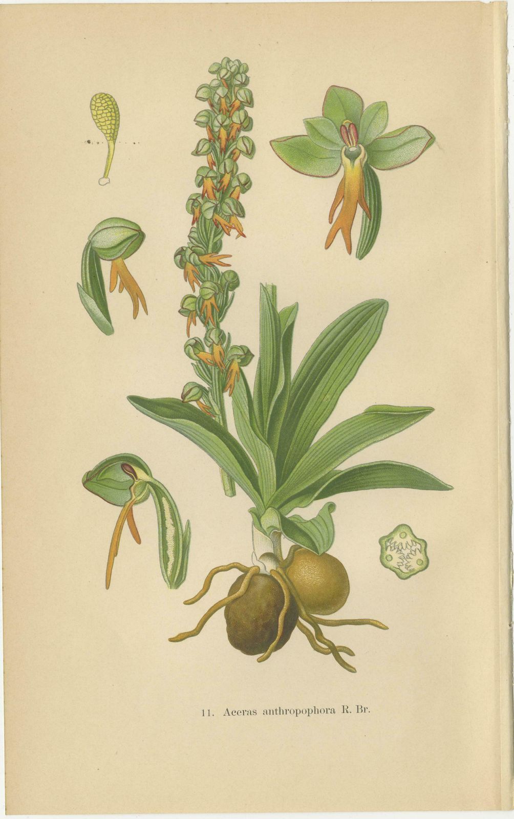 Original Botanical Treasures: The Orchids Of Müller's 1904 Collection photo 317.0