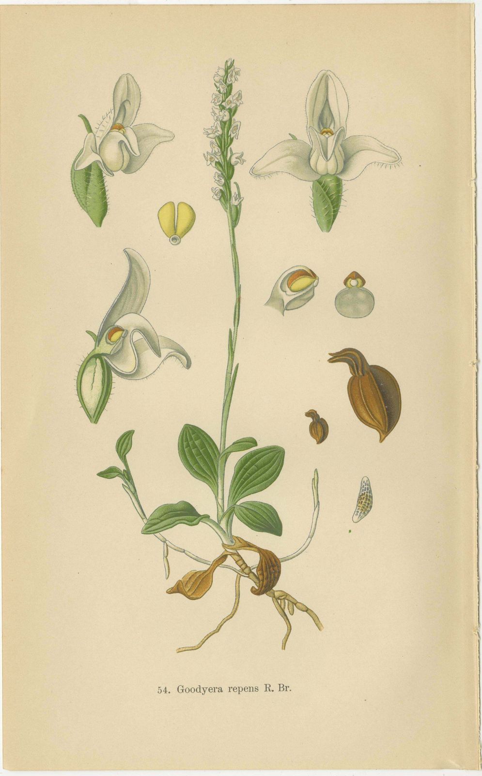 Orchid Elegance: Masterpieces Of Botanical Illustration From 1904 photo Art