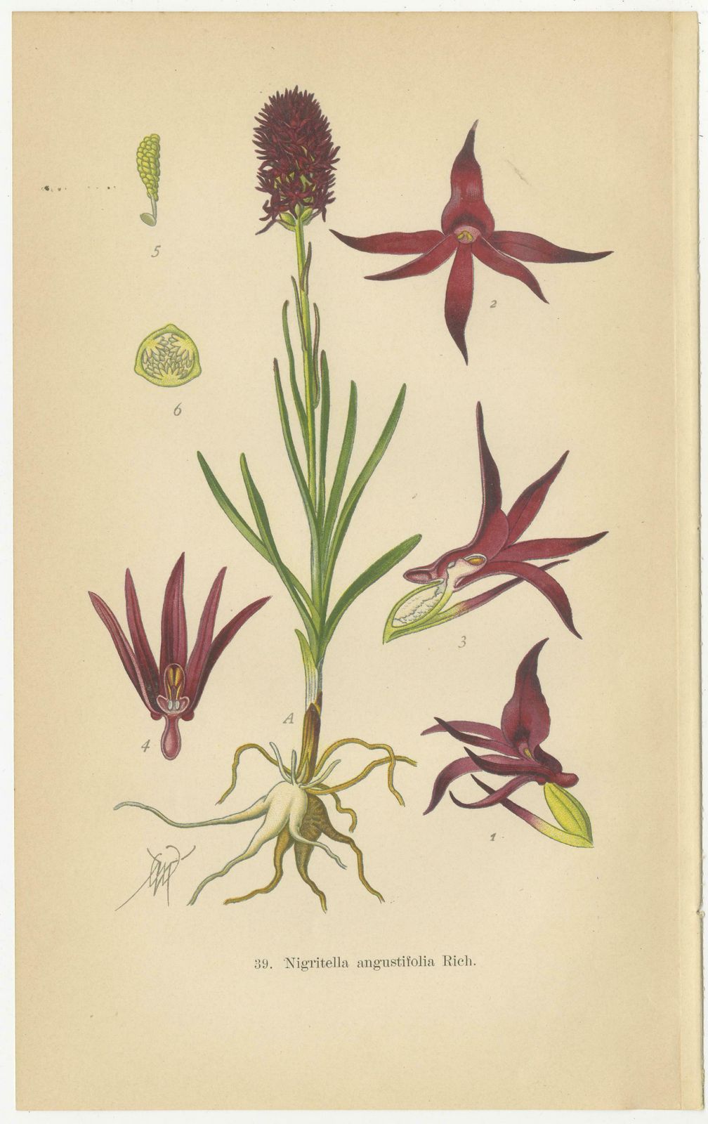 Nigritella Nuances: Botanical Portraits Of Alpine Orchids From 1904 photo Art