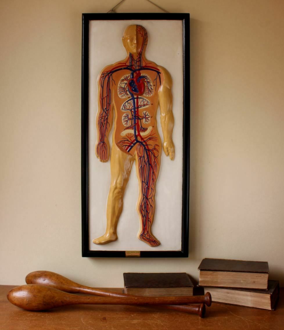 Plaster Anatomical Human Body Vein 3d Model. French Marcel Pierron C1950.