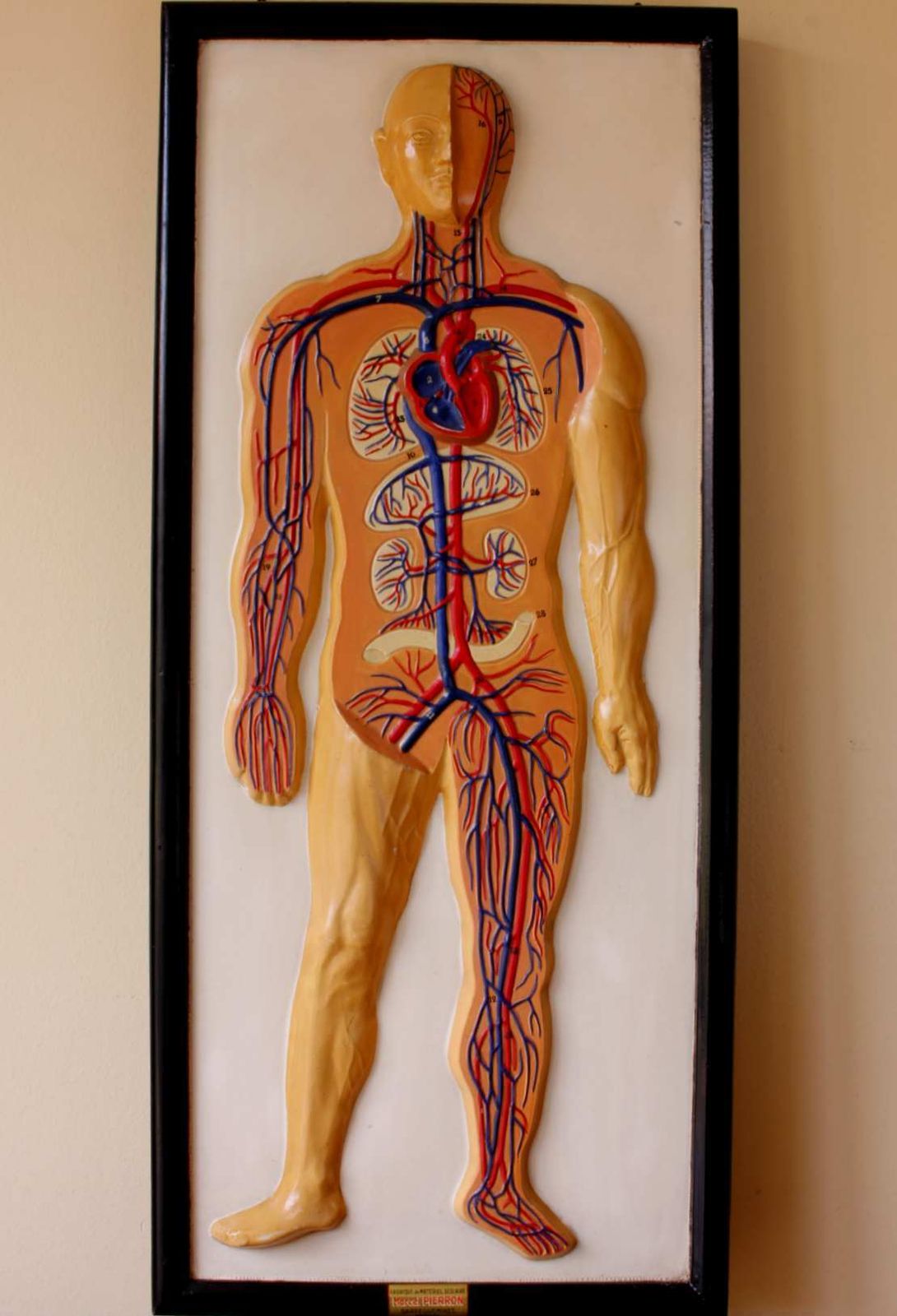 Plaster Anatomical Human Body Vein 3d Model. French Marcel Pierron C1950. photo for sale