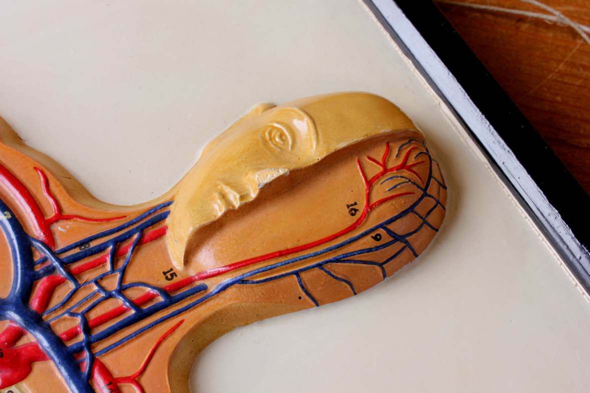 Plaster Anatomical Human Body Vein 3d Model. French Marcel Pierron C1950. photo Art