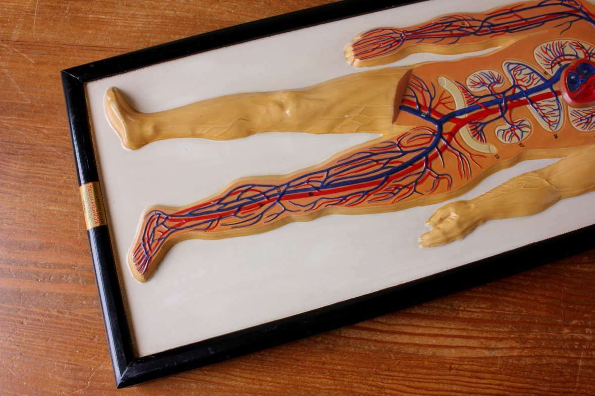 Plaster Anatomical Human Body Vein 3d Model. French Marcel Pierron C1950. photo vinterior