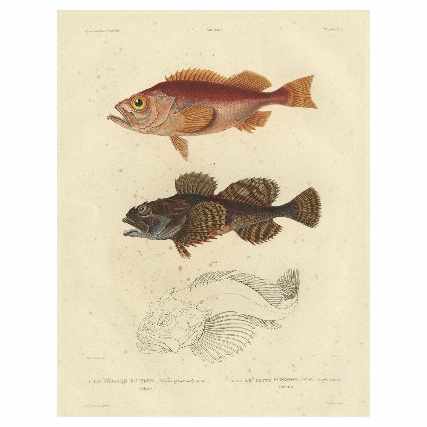 Rare Fish Print Of The Norway Redfish 'Sebastes Viviparus' And The Sculpin, 1842