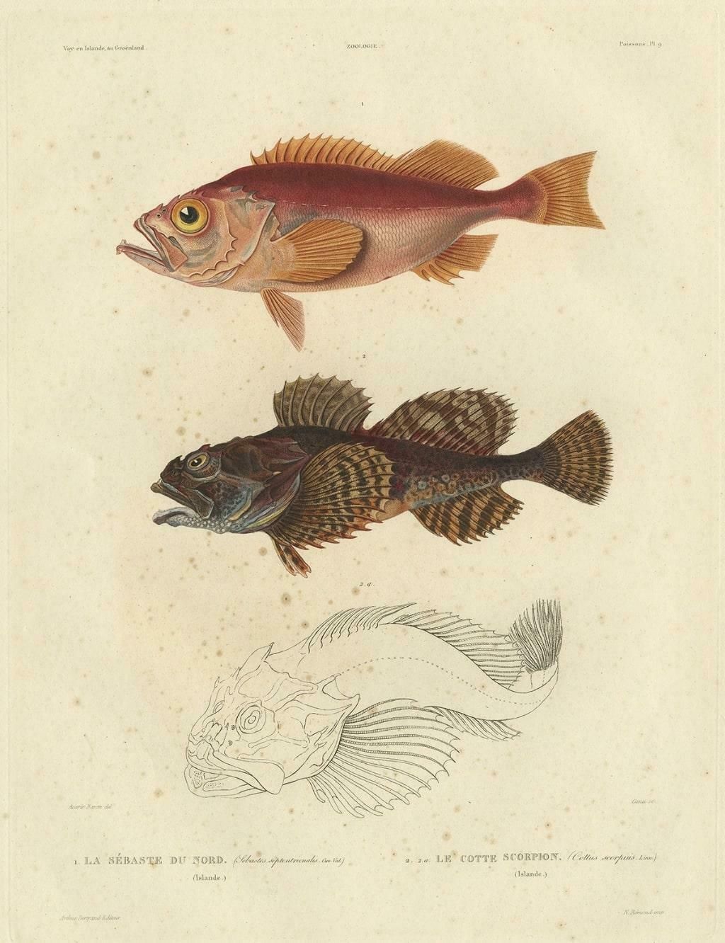 Rare Fish Print Of The Norway Redfish 'Sebastes Viviparus' And The Sculpin, 1842 photo for sale