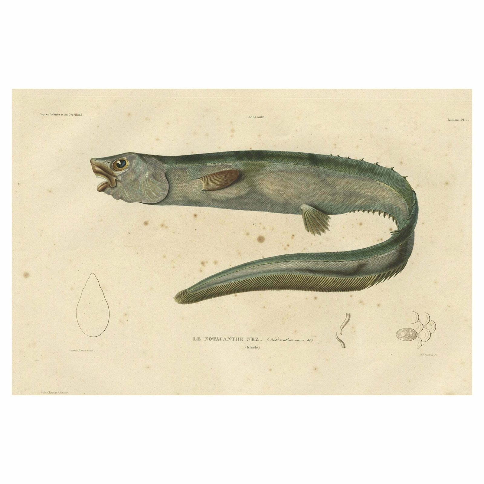 Antique Hand Colored Fish Print Of The Snub Nosed Spiny Eel, 1842