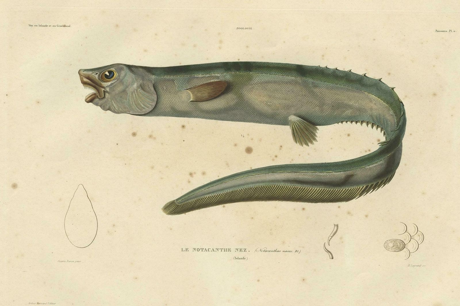Antique Hand Colored Fish Print Of The Snub Nosed Spiny Eel, 1842 photo for sale