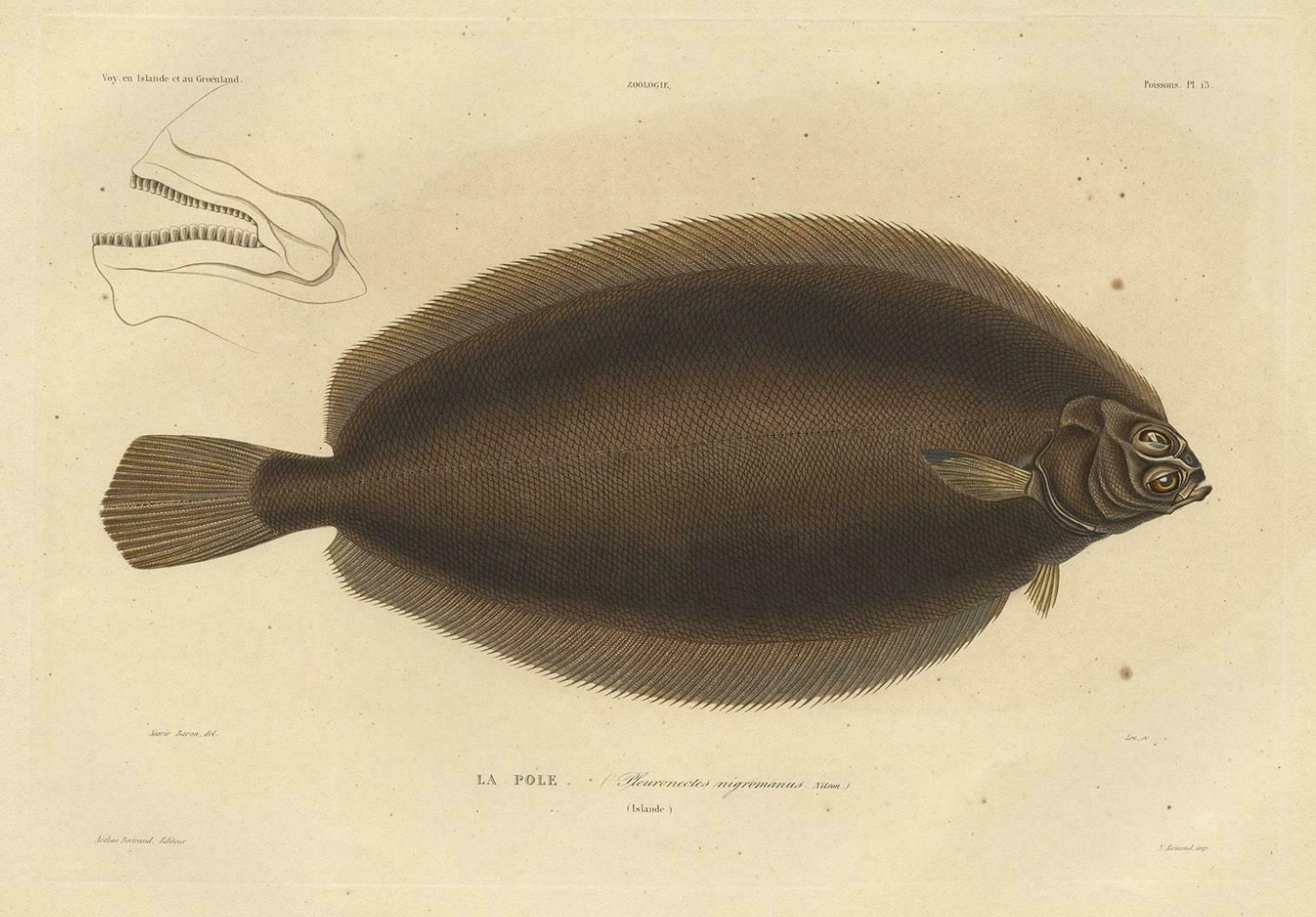 Old Rare Fish Print Of The Witch Flounder Or Torbay Sole, 1842 photo for sale