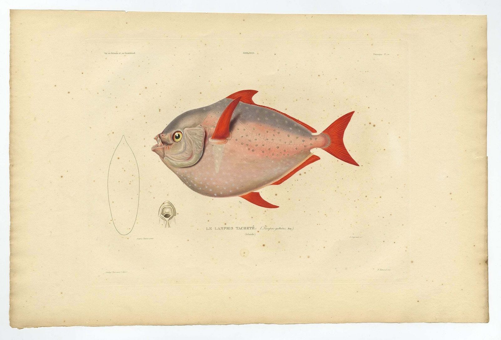 Old Fish Print Named Opah, Cravo, Moonfish, Kingfish Or Jerusalem Haddock, 1842 photo furniture
