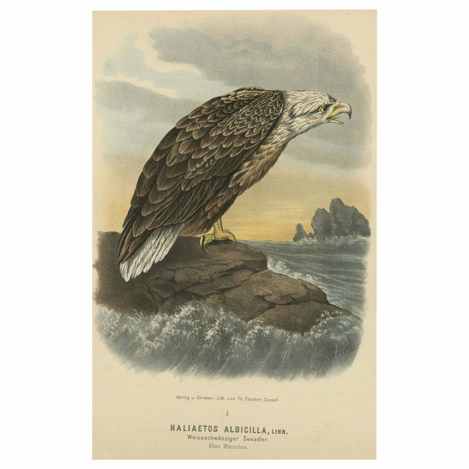 Bird Print Of The White Tailed Or Grey Or Eurasian Sea Eagle, 1894