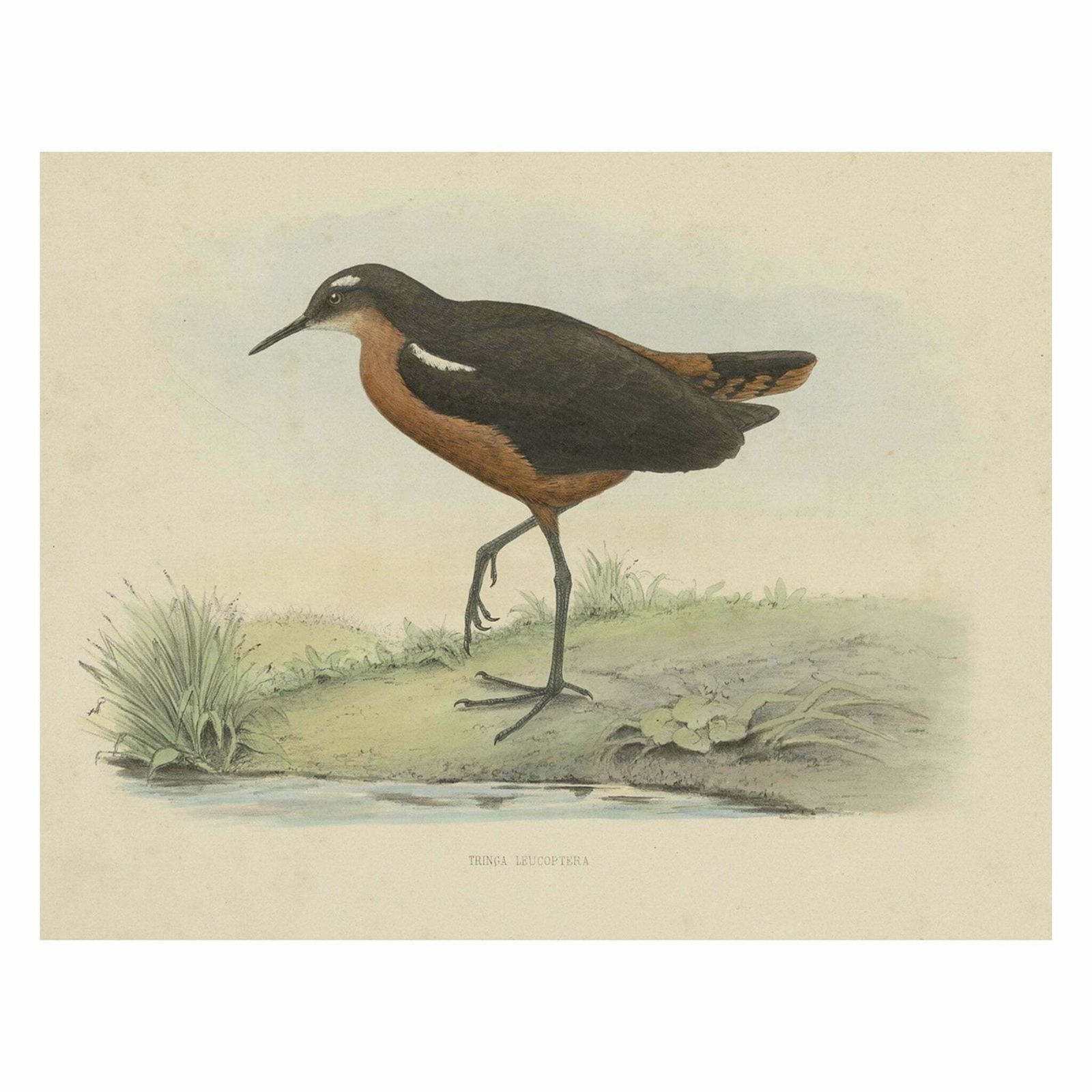 Old Bird Print Of The Tahiti Sandpiper Or Tahitian Sandpiper, 1854