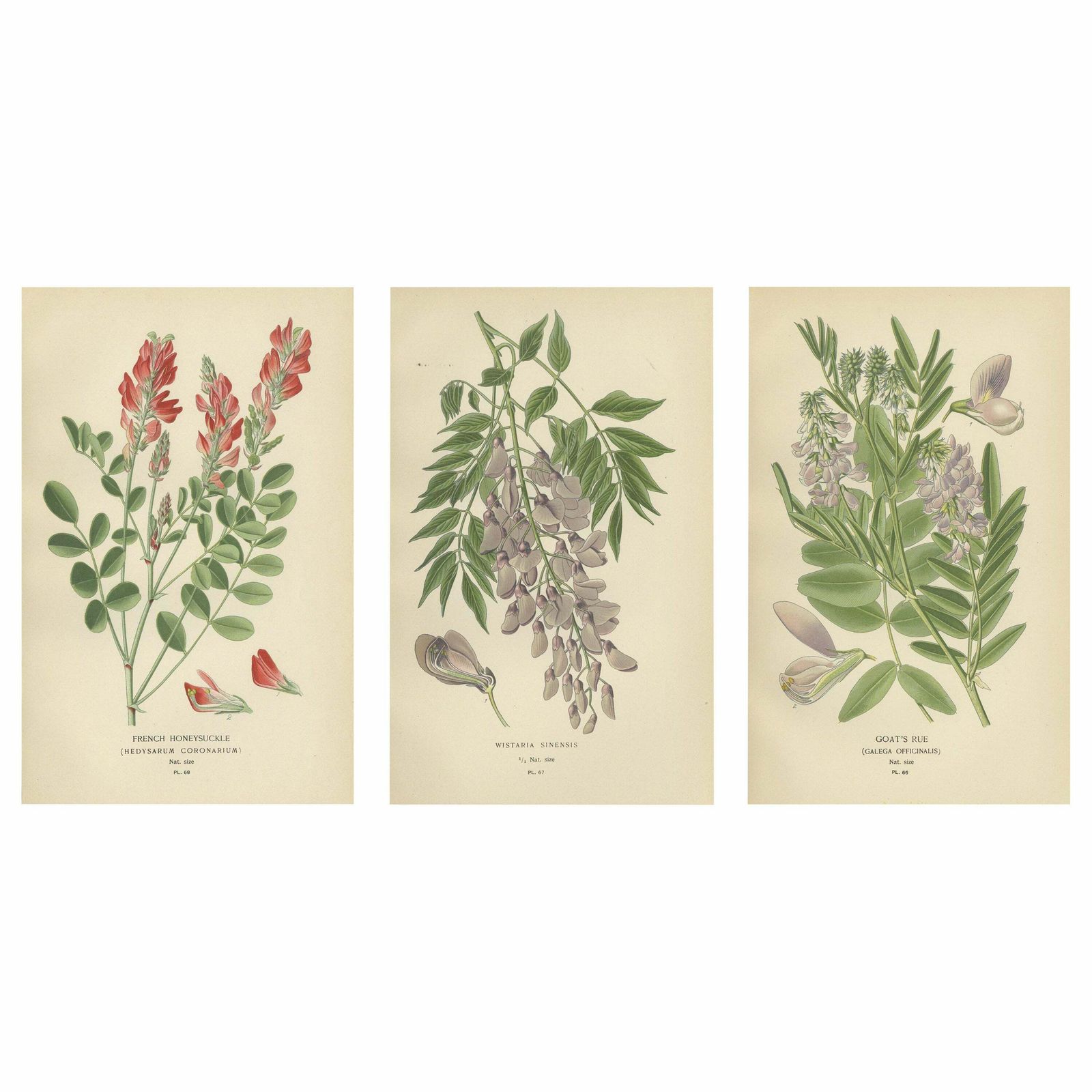 Garden Elegance: A Triptych Of 19th Century Botanical Illustrations, 1896