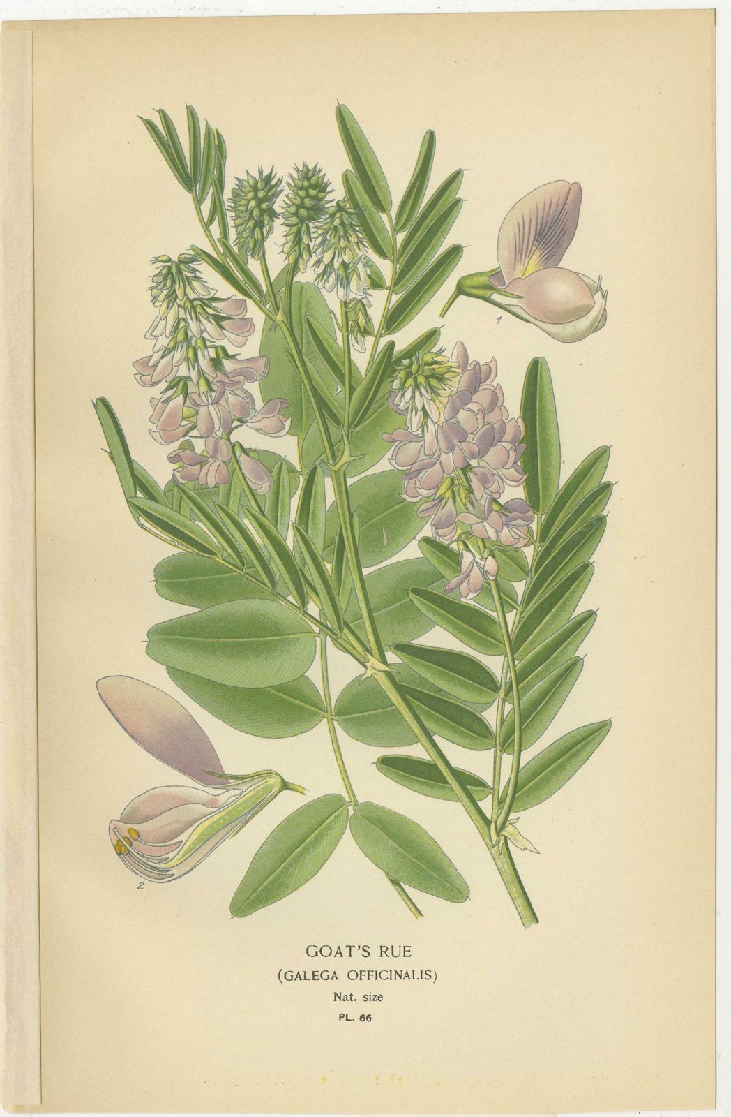 Garden Elegance: A Triptych Of 19th Century Botanical Illustrations, 1896 photo furniture