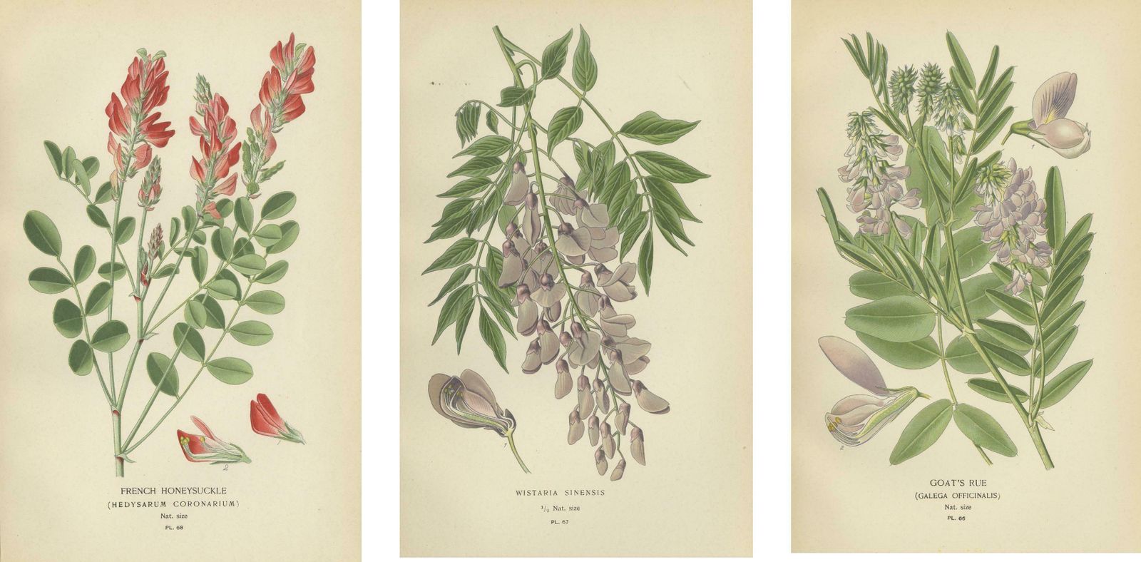 Garden Elegance: A Triptych Of 19th Century Botanical Illustrations, 1896 photo 470.0