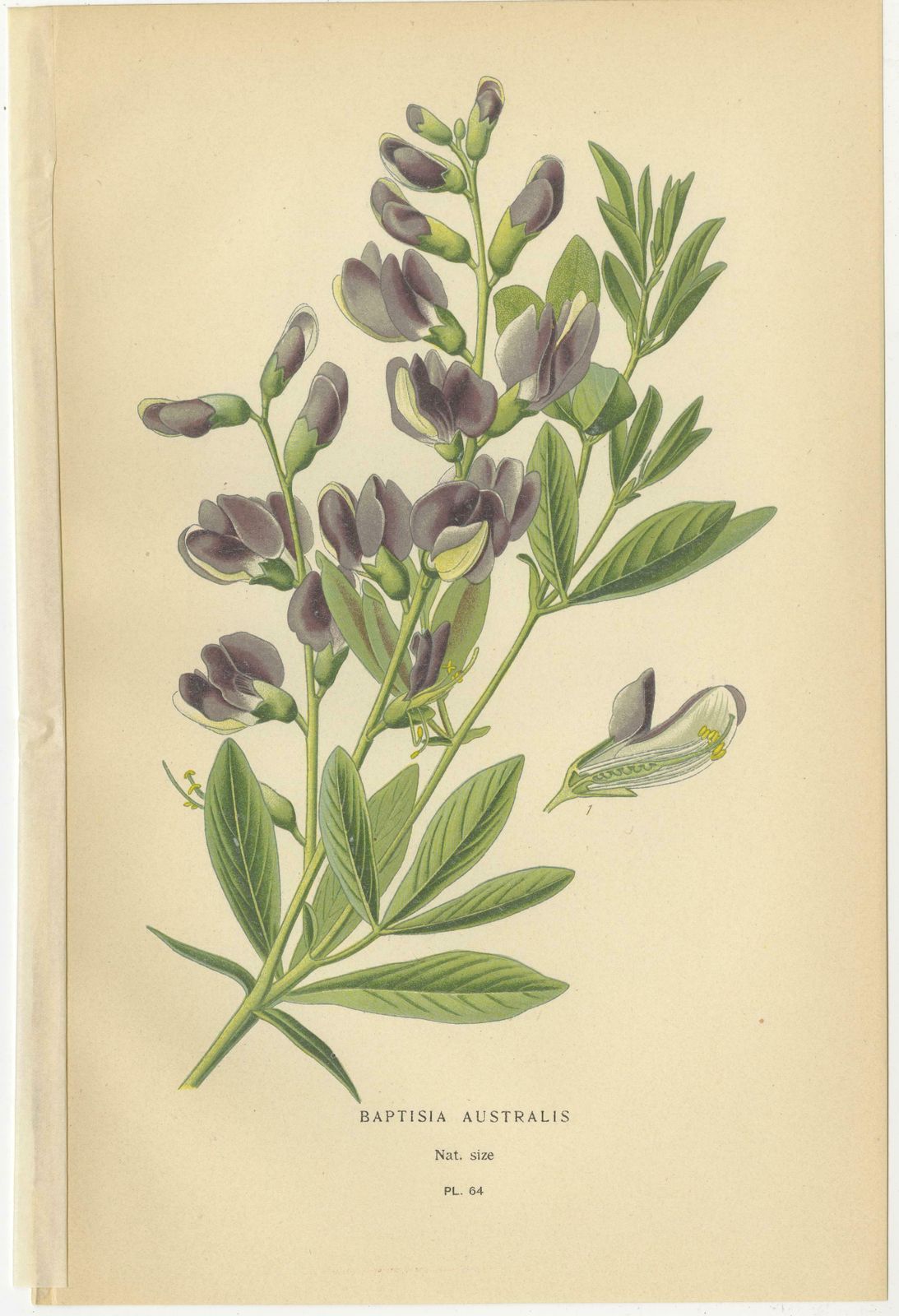 Blossoms Of Elegance: A Triptych Of 1896 Botanical Art photo for sale