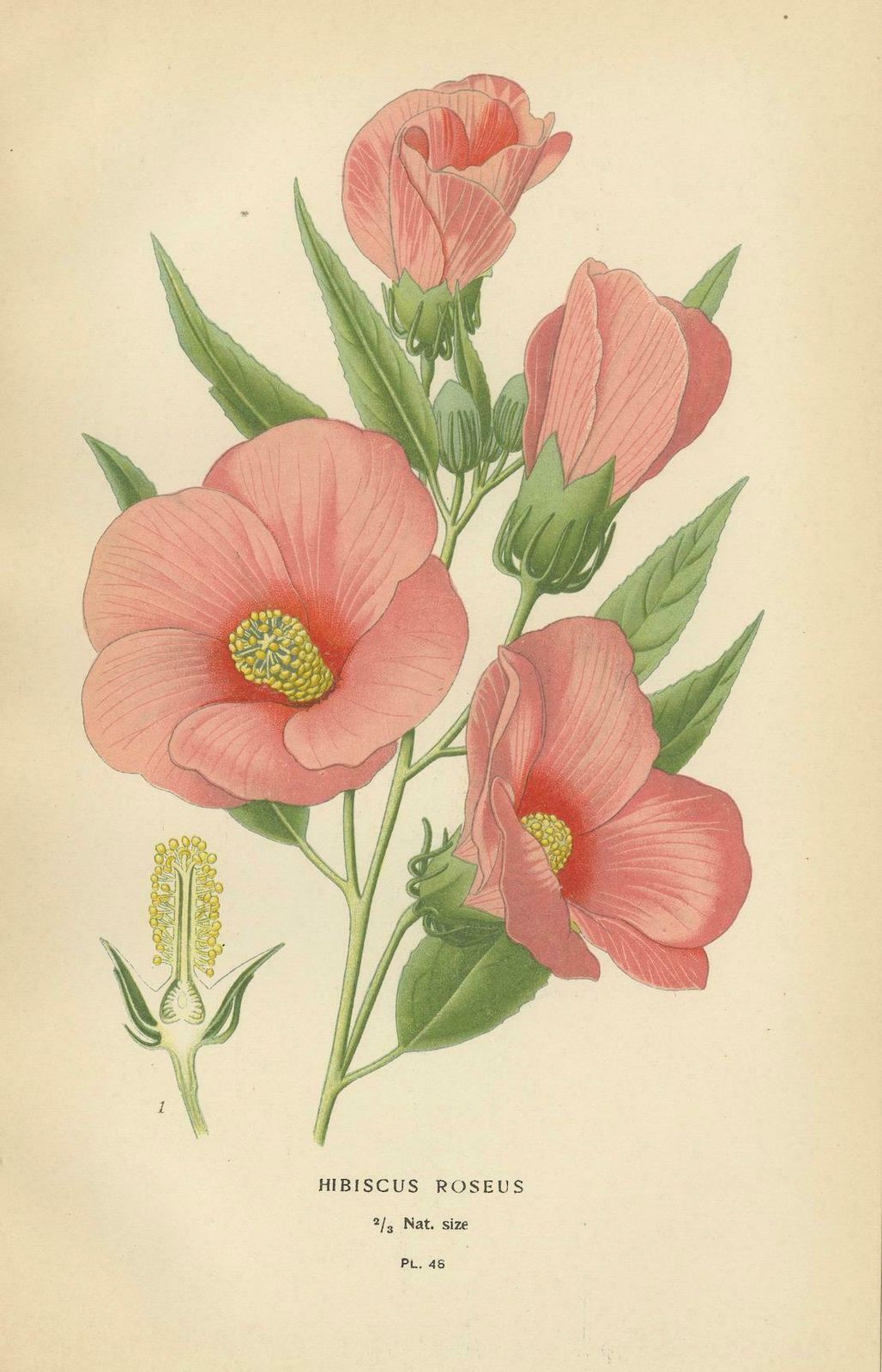 Floral Masterpieces: A Collection Of 19th Century Horticultural Art, 1896 photo Art