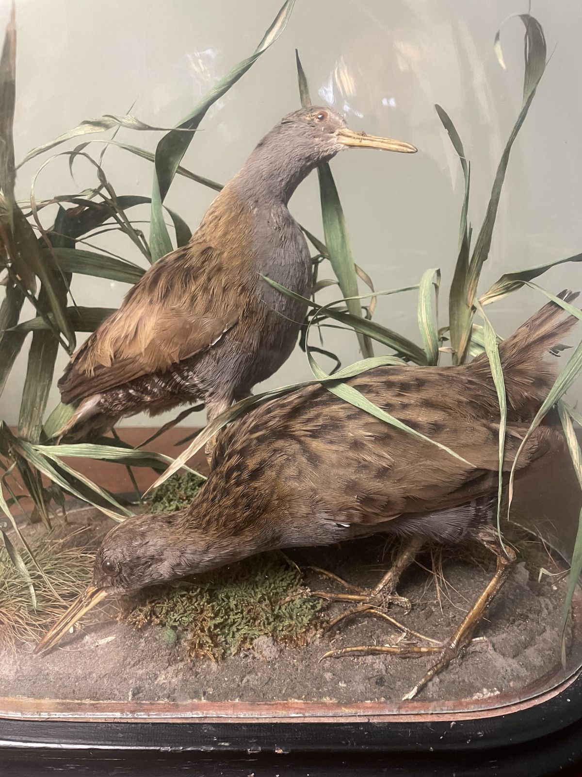 Victorian Taxidermy , Pair Of Water Rails In Original Glass Dome photo vinterior