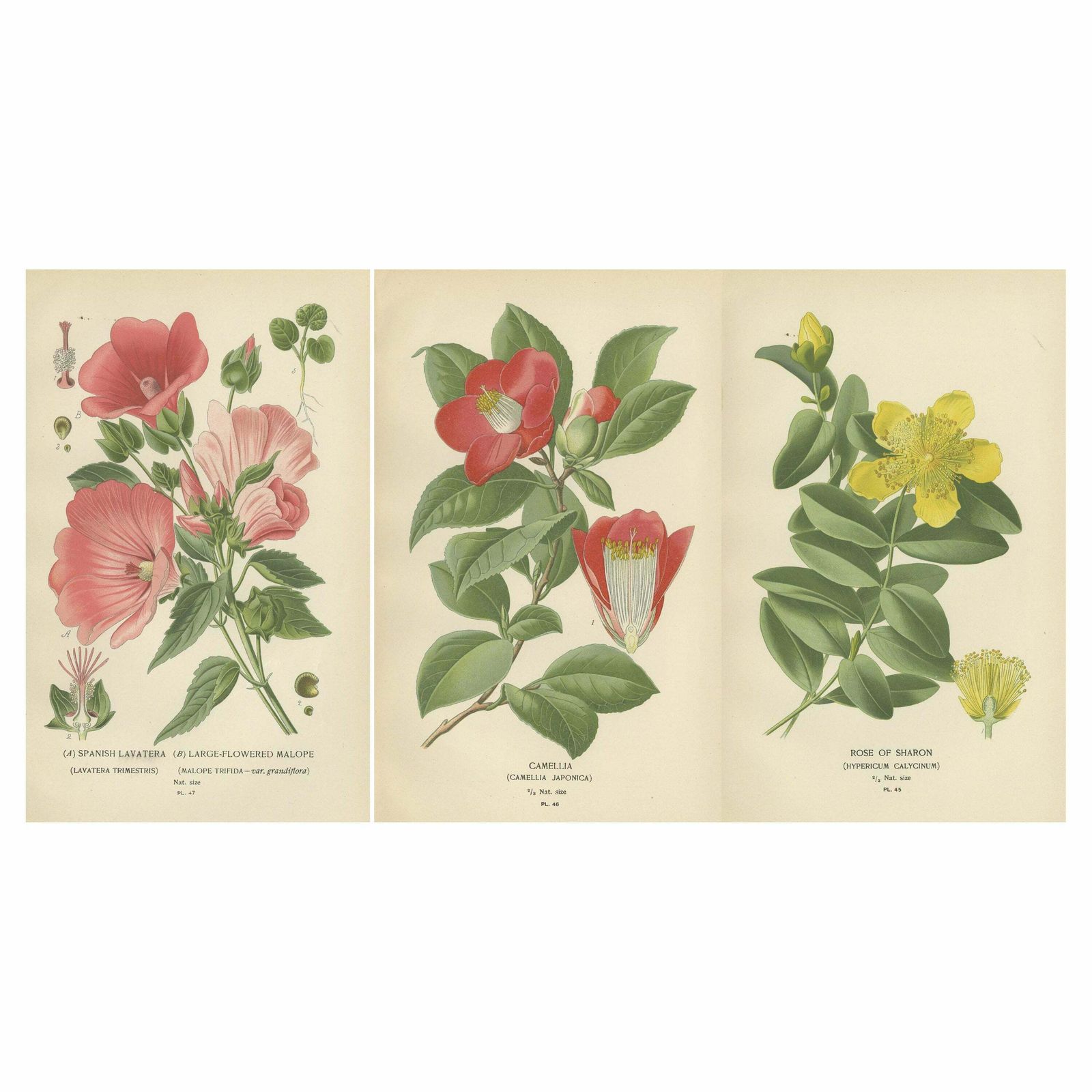 Botanical Elegance: A Triptych Of 19th Century Floral Art, 1896