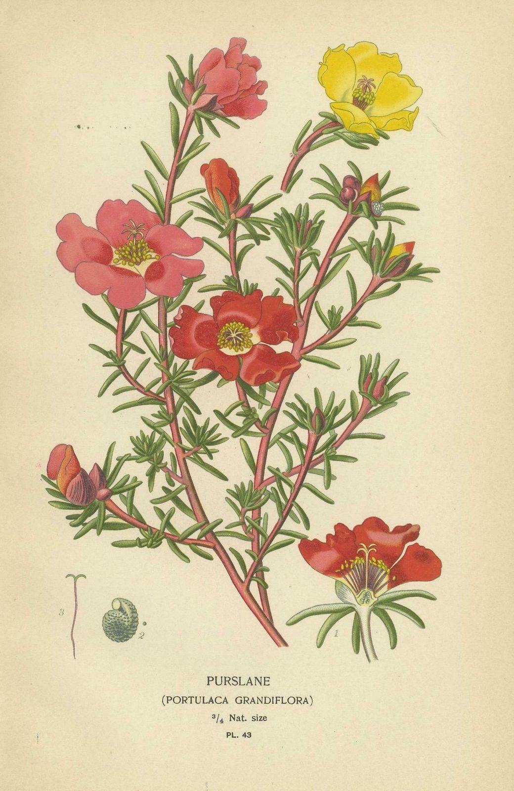 Ephemeral Blossoms: A Chronicle Of 1896 Botanical Elegance photo for sale