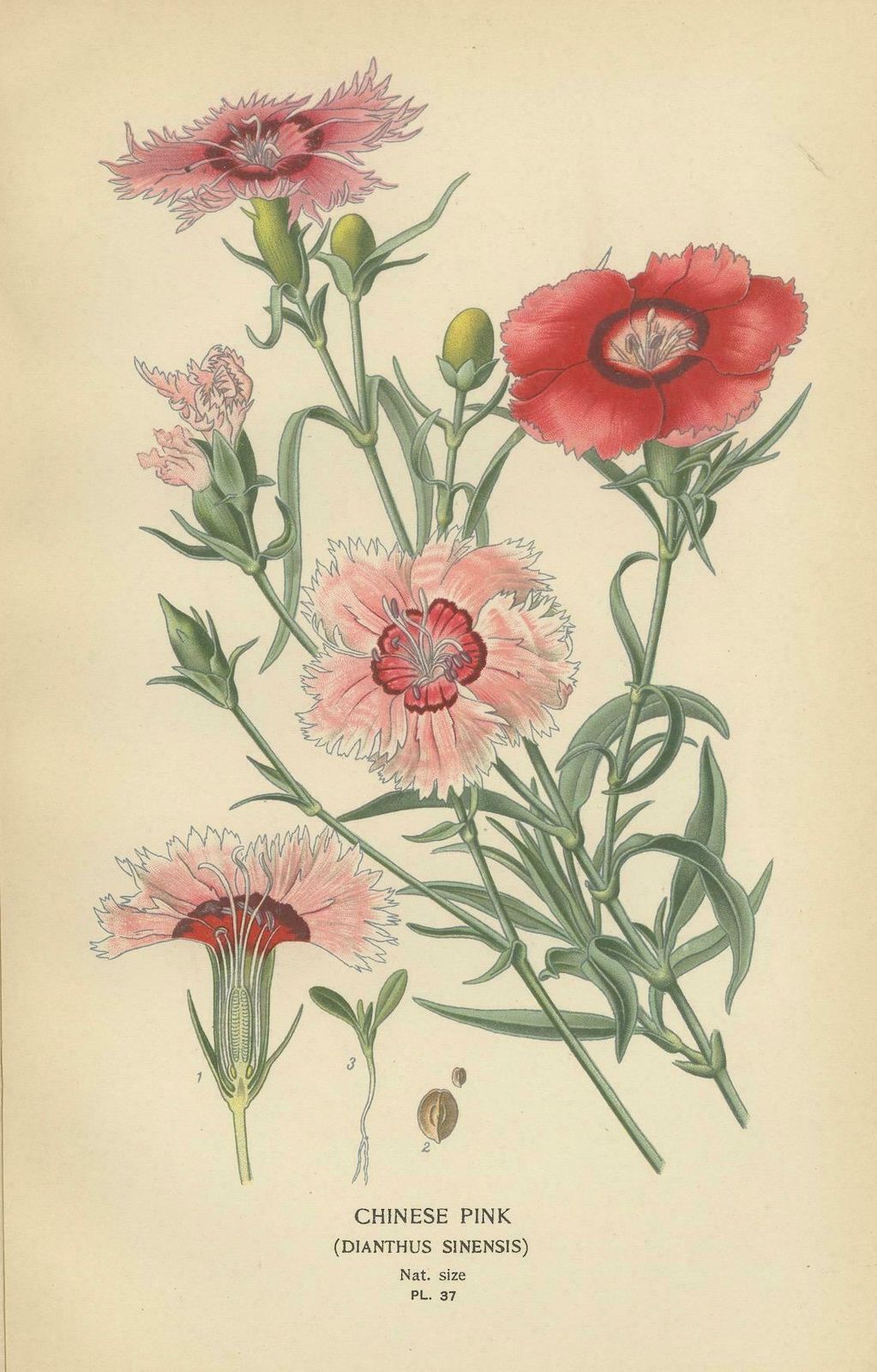 Edwardian Blossoms: A Triptych Of Garden Elegance, 1896 photo for sale