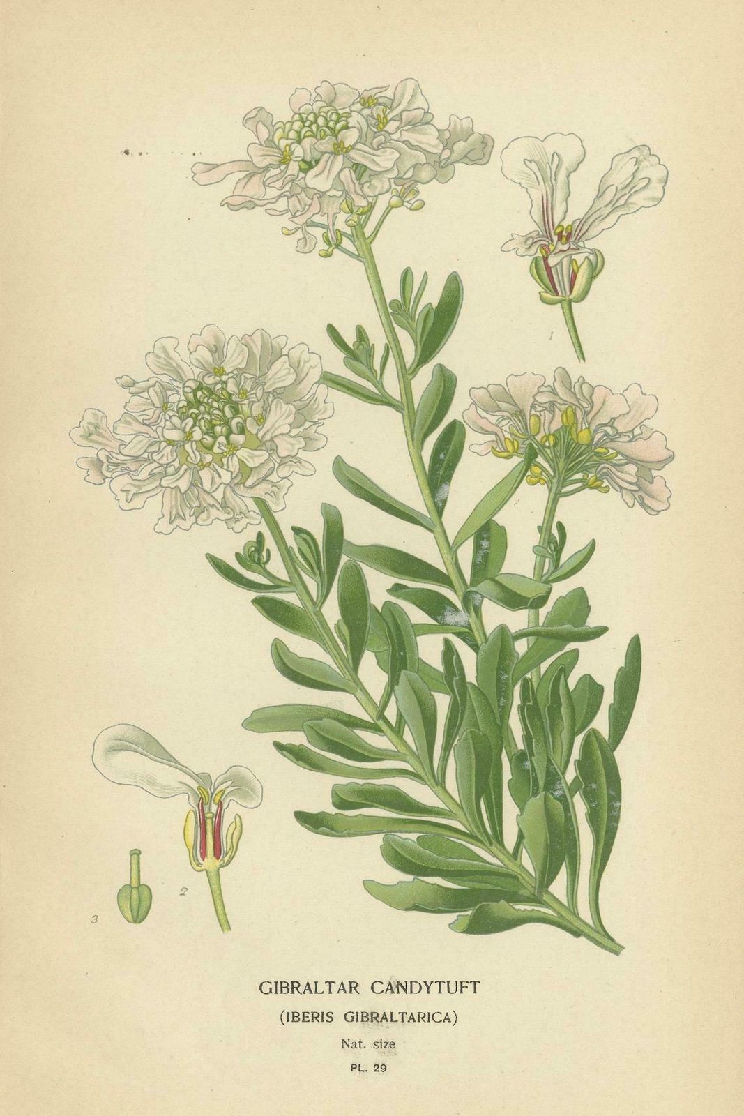 Ephemeral Blossoms: Treasures From 'Favourite Flowers Of Garden And Greenhouse' photo furniture