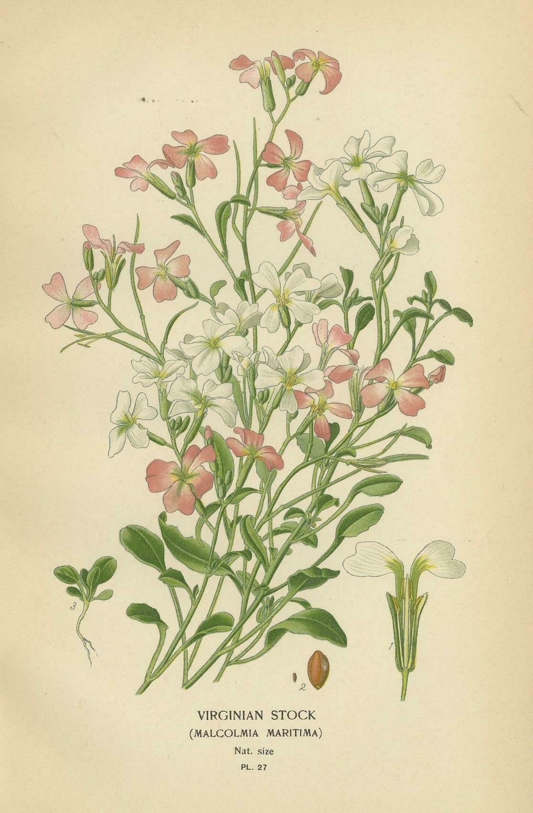 Ephemeral Blossoms: Treasures From 'Favourite Flowers Of Garden And Greenhouse' photo Art