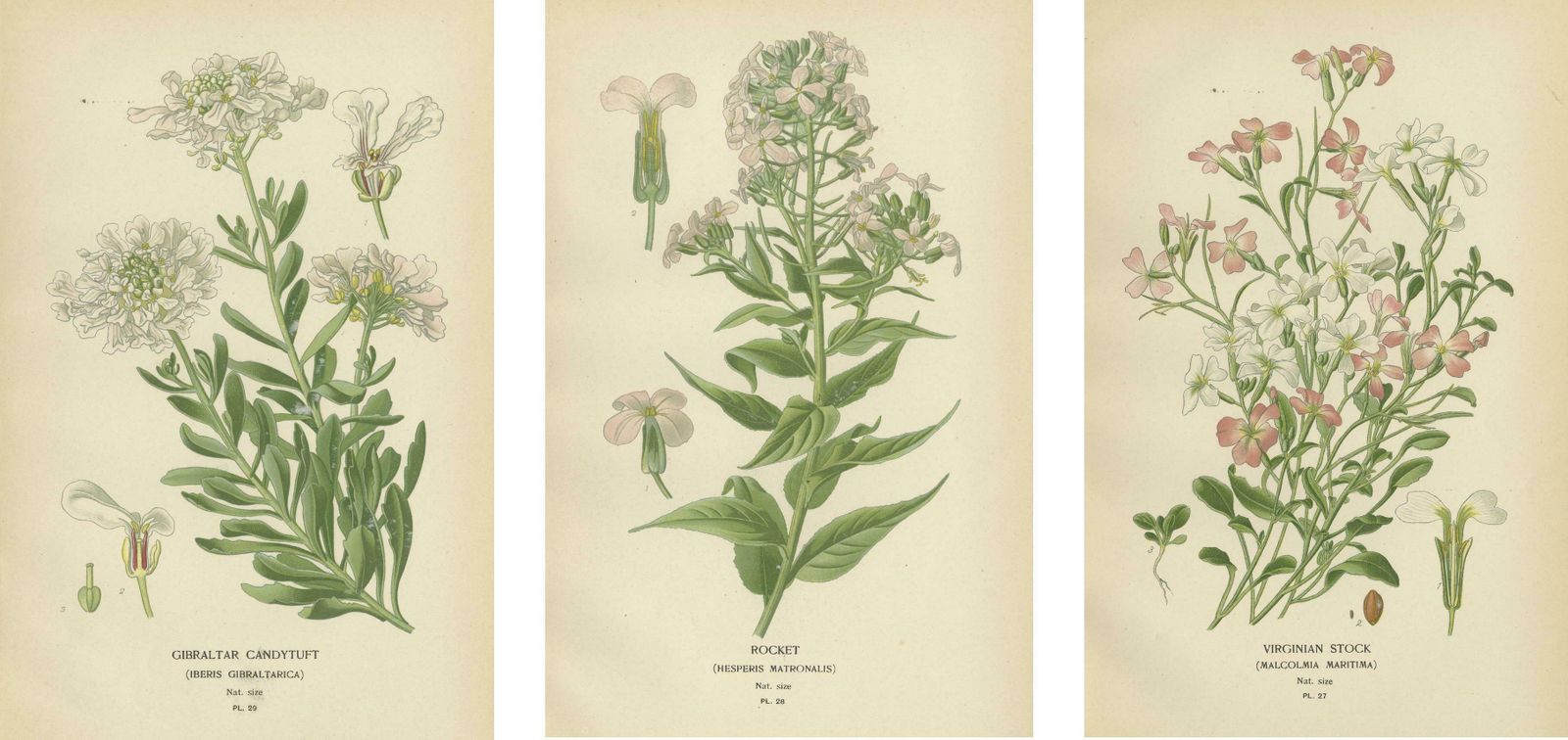 Ephemeral Blossoms: Treasures From 'Favourite Flowers Of Garden And Greenhouse' photo 372.0