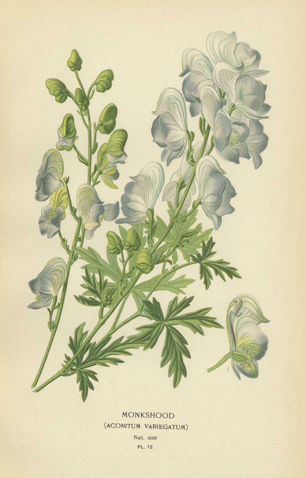Victorian Botanical Majesty: Original Lithographs Of Peonies And Monkshood, 1896 photo Art