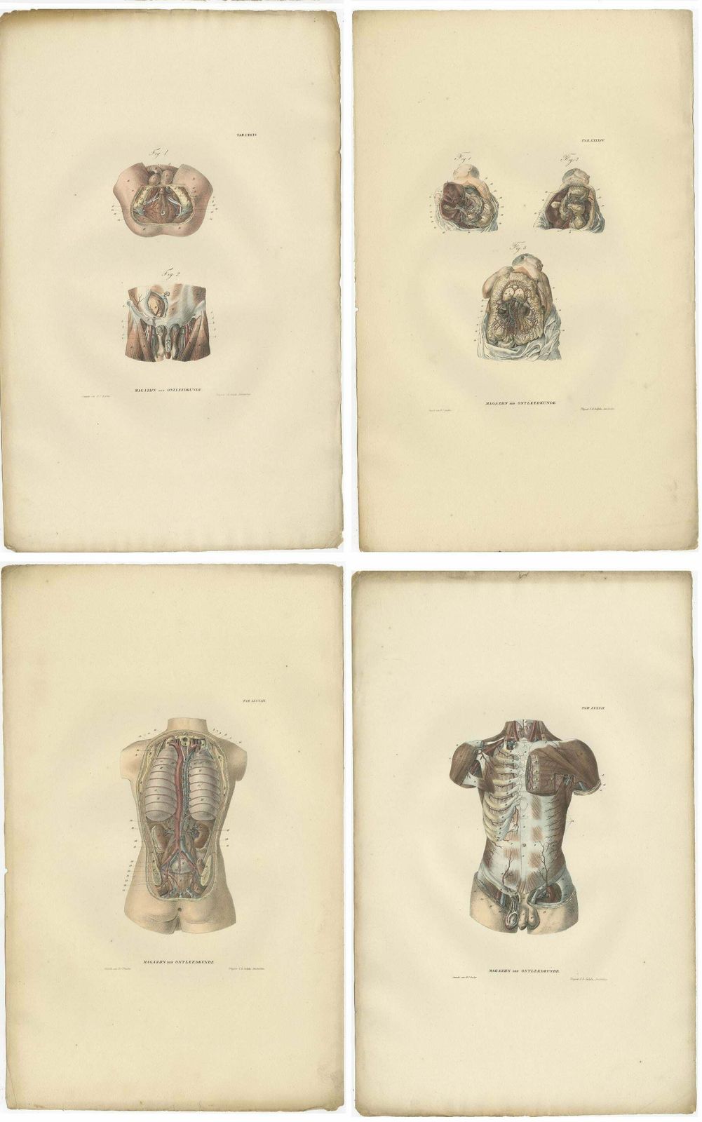 Set Of 14 Antique Anatomy Prints Of Angiology '1839' photo for sale