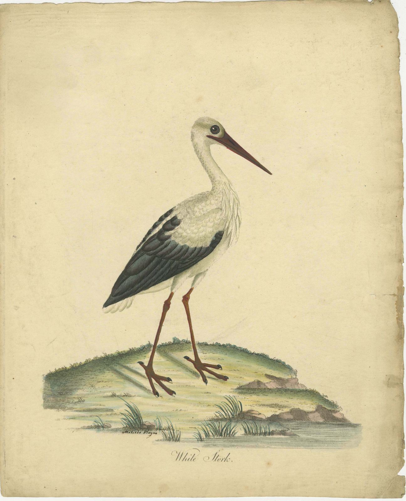 The Elegance Of The White Stork Engraved And In Original Hand Coloring, 1794