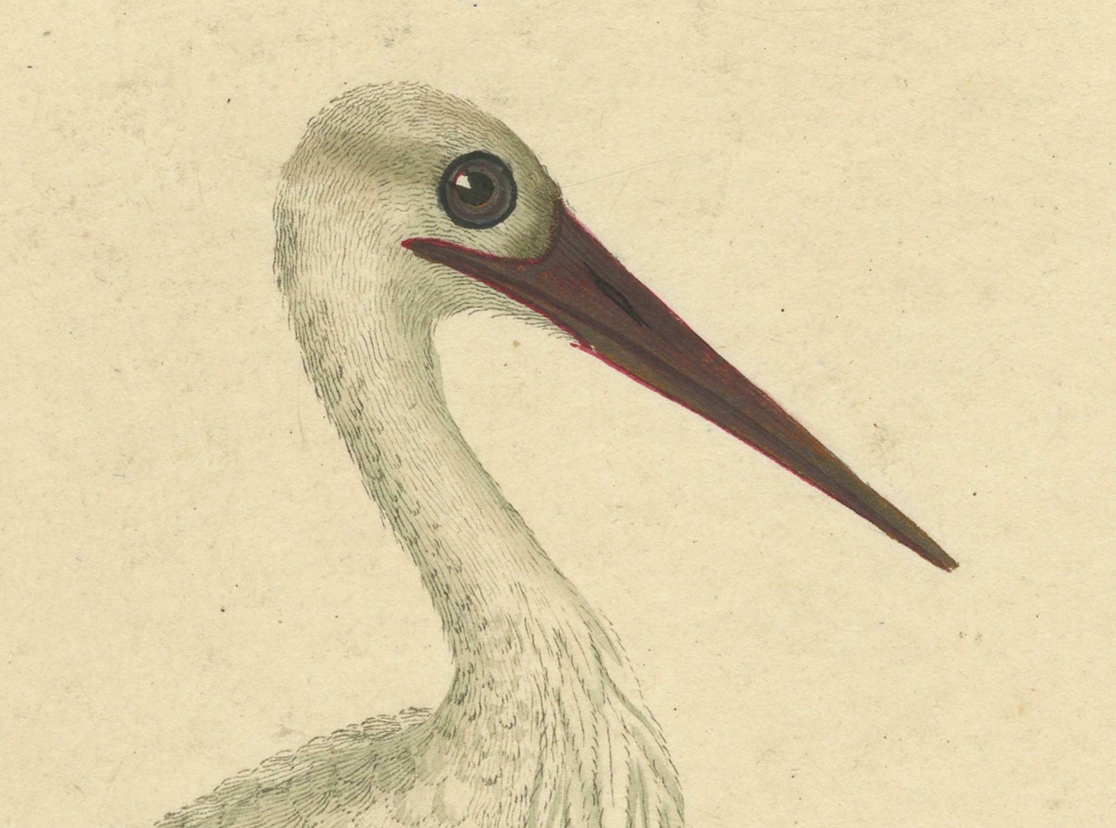 The Elegance Of The White Stork Engraved And In Original Hand Coloring, 1794 photo Art