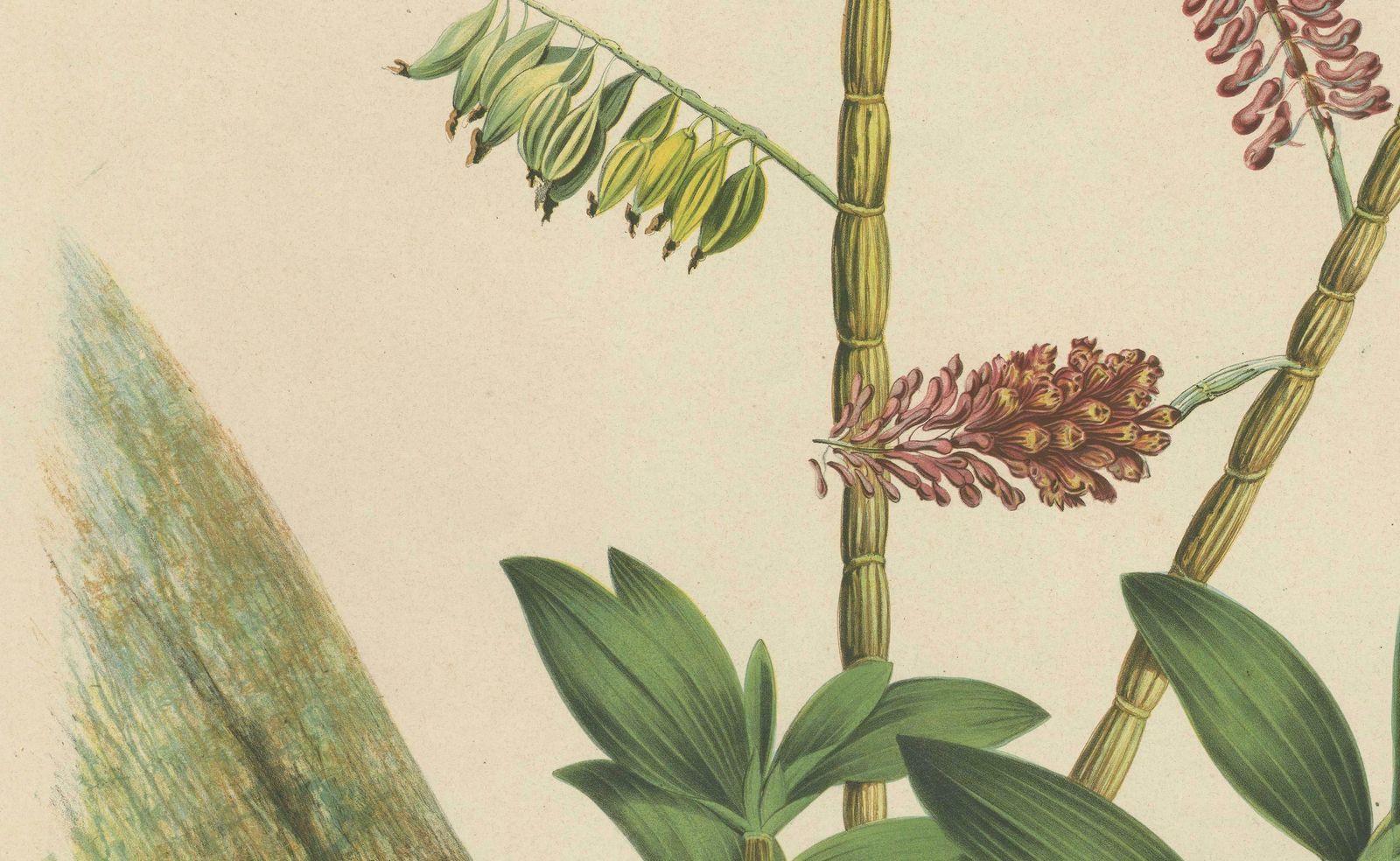 Orchid Splendor: Big Chromolithographic Legacy From The Dutch East Indies, 1854