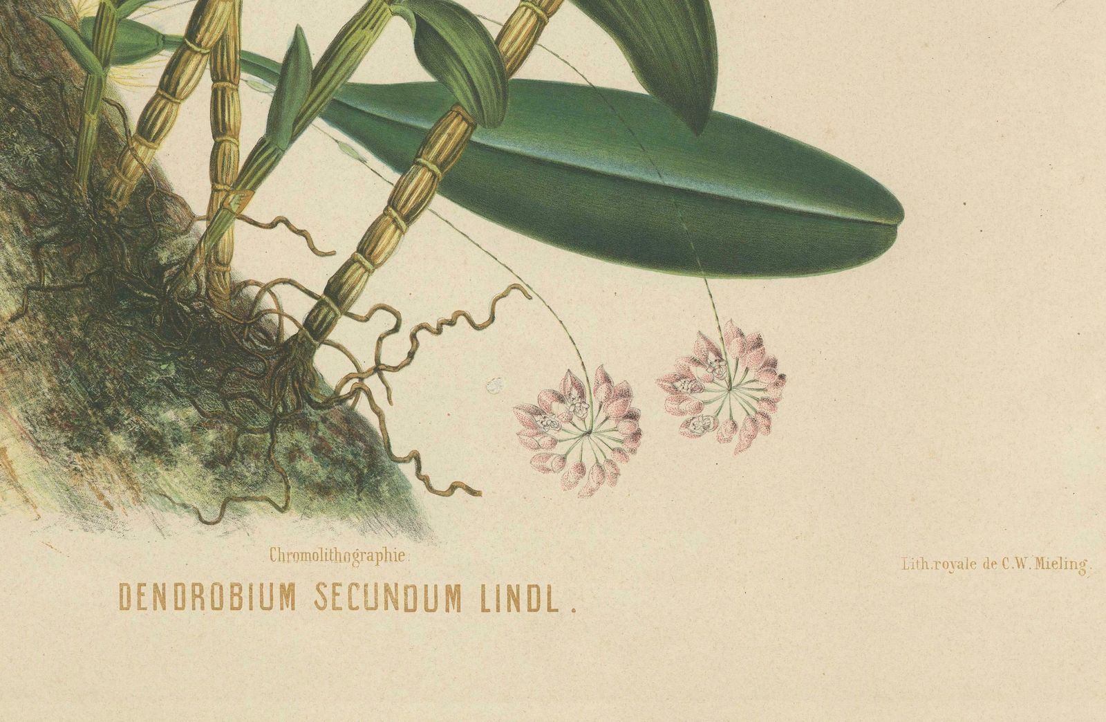 Orchid Splendor: Big Chromolithographic Legacy From The Dutch East Indies, 1854 photo for sale