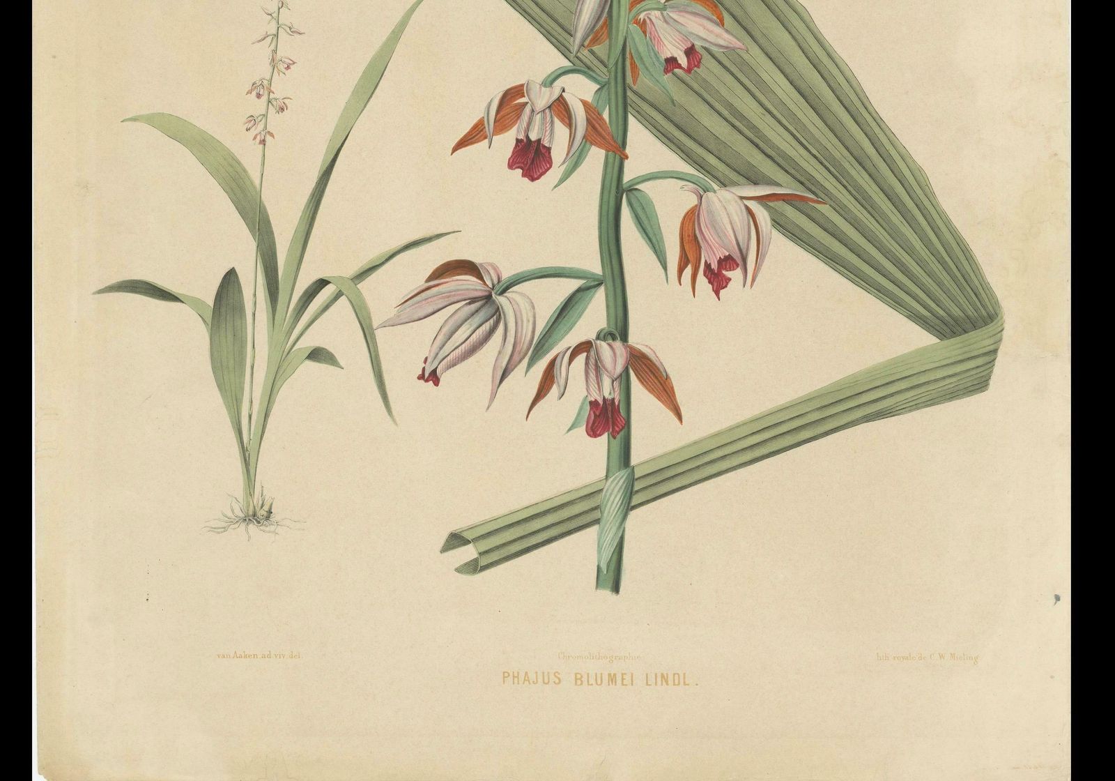 Large Masterpiece Of Botanical Illustration From The Dutch East Indies, 1854 photo 1527.0