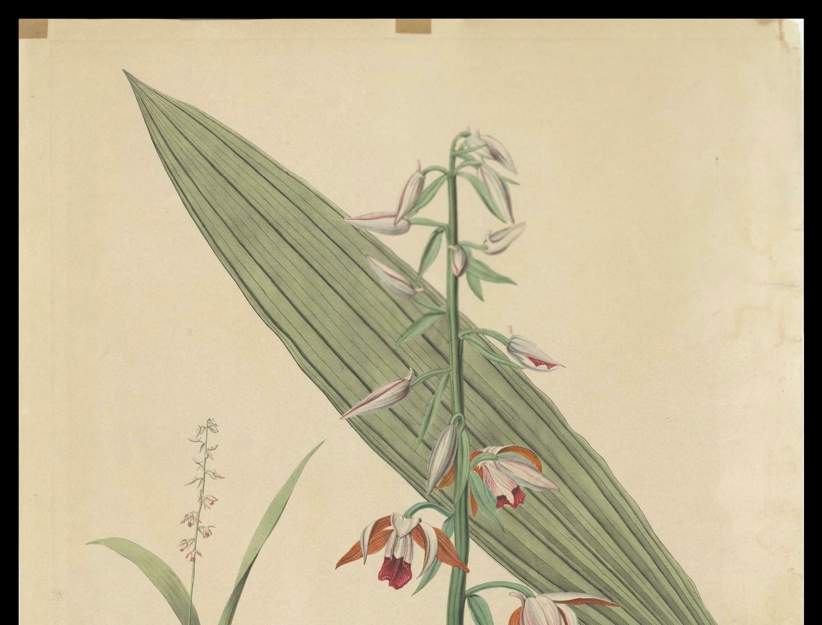 Large Masterpiece Of Botanical Illustration From The Dutch East Indies, 1854 photo vinterior